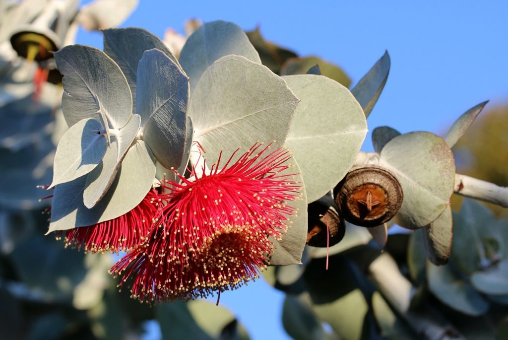 eucalyptus, eucalyptus leaves, eucalyptus blossom