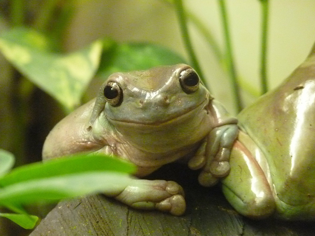 finger coral tree frog, litoria caerulea, finger coral